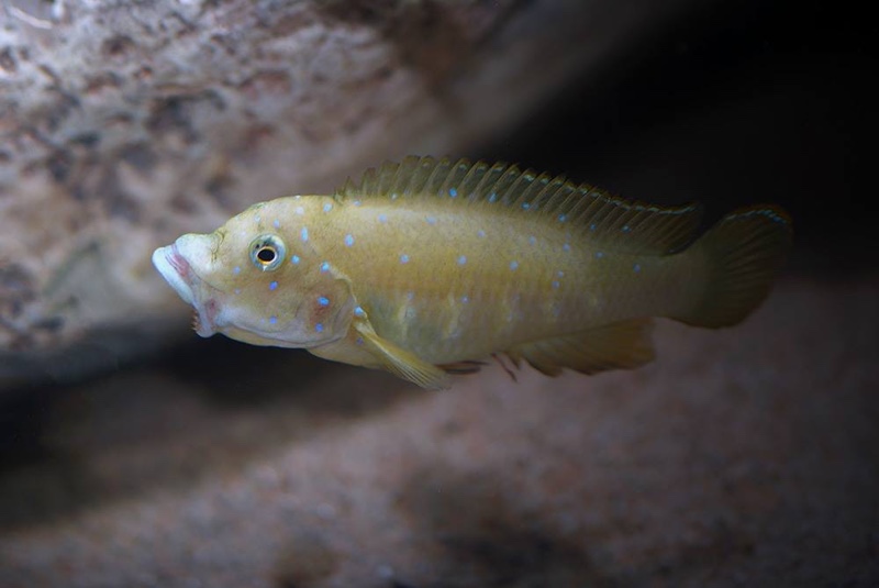 Eretmodus cyanostictus 'Kasanga'